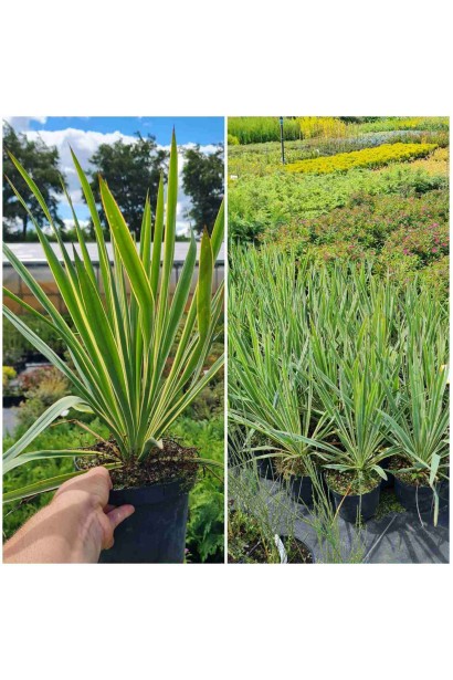 Юкка нитчата Брайт Едж - контейнер 3л/вис.30-40см/Ø20-30см